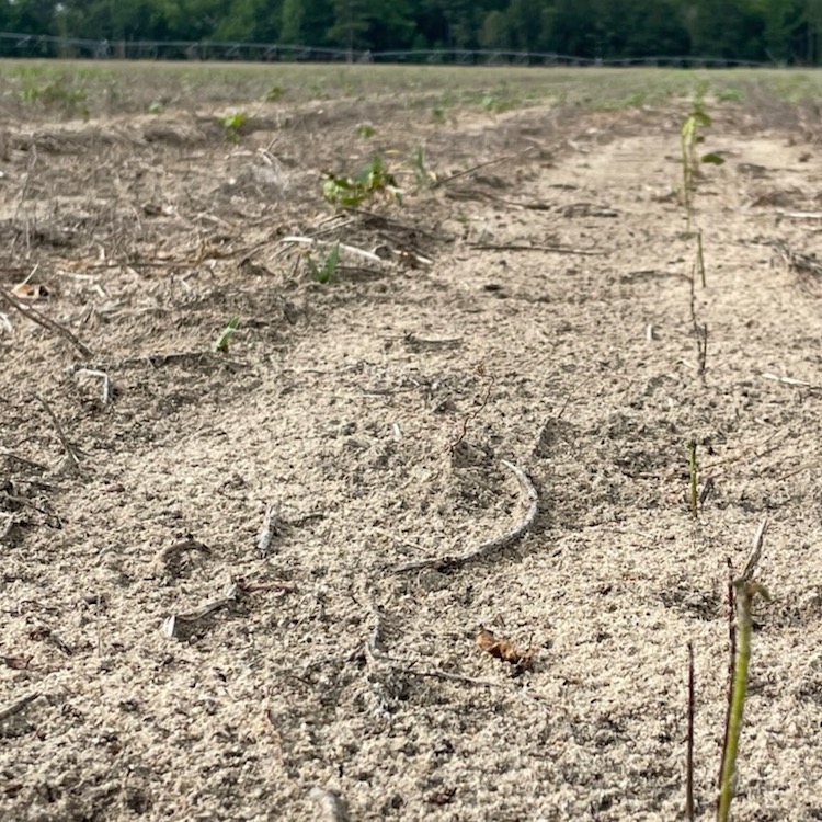 Crop damage permits help farmers control deer